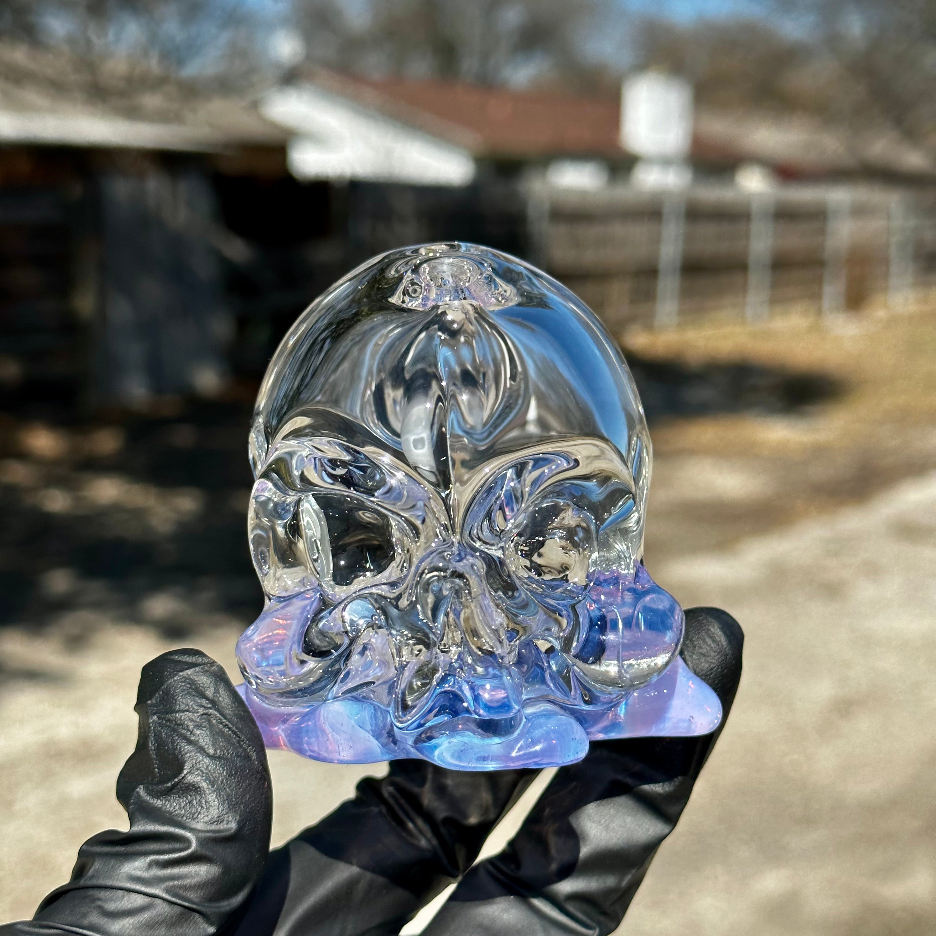 Mango Skull Severed Head